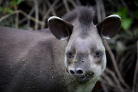 Brazilian Tapir