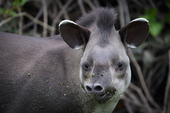 Brazilian Tapir
