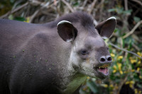Brazilian Tapir