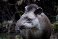 Brazilian Tapir