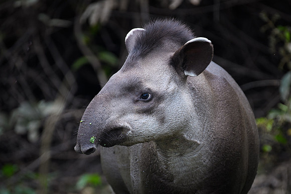 Brazilian Tapir