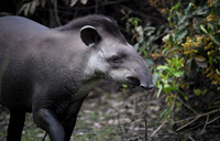 Brazilian Tapir