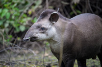 Brazilian Tapir