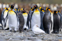Snowy sheathbill