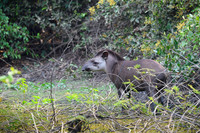 Brazilian Tapir