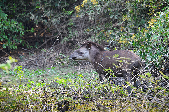 Brazilian Tapir