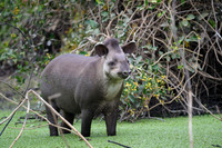 Brazilian Tapir