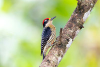 Black-cheeked Woodpecker