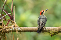 Black-cheeked Woodpecker