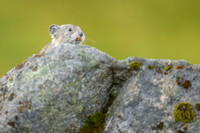 Pika