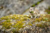 Pika