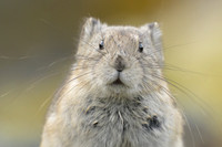 Pika