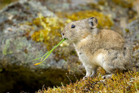 Pika