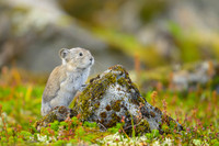 Pika