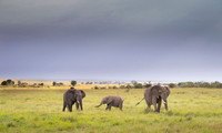 Elephant