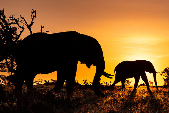 Elephant