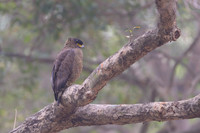Crested Serpent Eagle