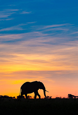 Elephant