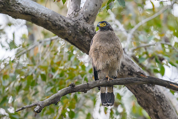 Crested Serpent Eagle
