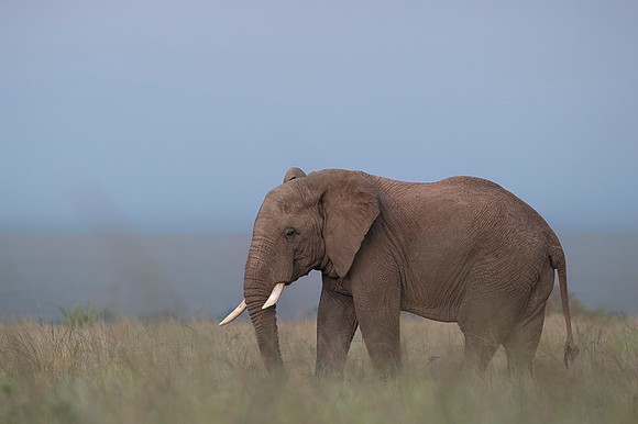 Elephant