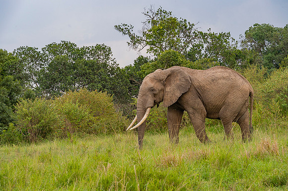Elephant
