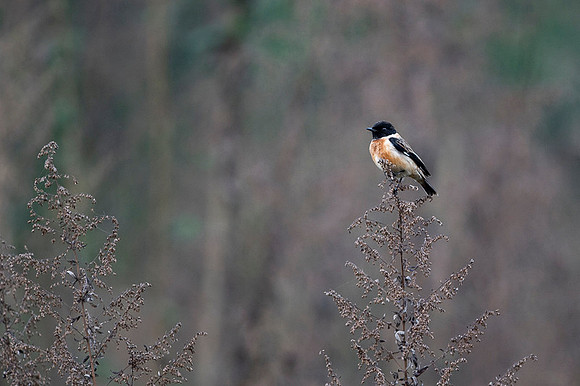 Stone chat