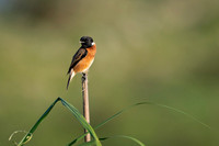 Stone chat