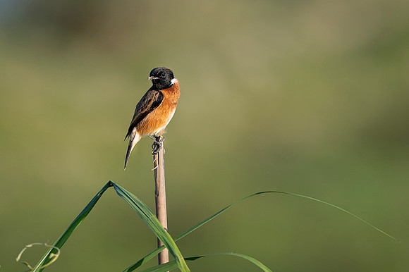 Stone chat