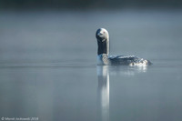 Black Throated Diver / Nur czarnoszyi