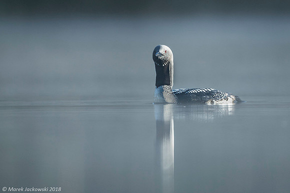 Black Throated Diver / Nur czarnoszyi