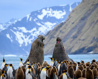 Southern elephant seal