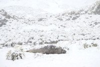 Southern elephant seal