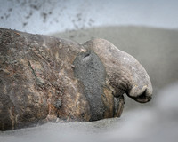 Southern elephant seal
