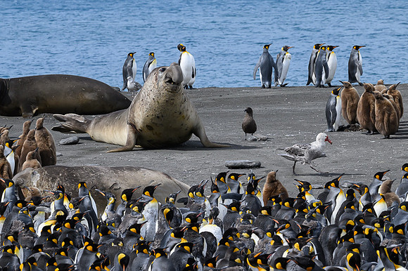 Southern elephant seal