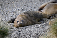 Southern elephant seal