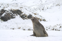 Southern elephant seal