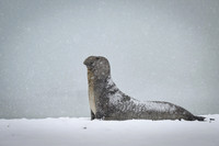 Southern elephant seal