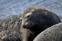 Southern elephant seal