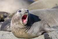 Southern elephant seal