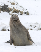 Southern elephant seal