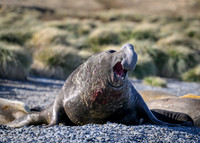 Southern elephant seal