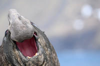 Southern elephant seal