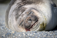 Southern elephant seal