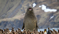 Southern elephant seal