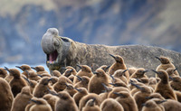 Mammals