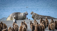 Southern elephant seal