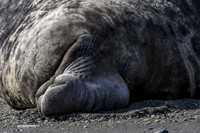Southern elephant seal