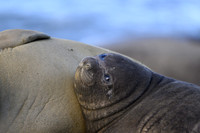 Southern elephant seal
