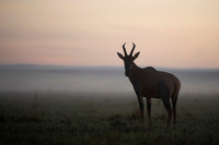 Topi gazelle