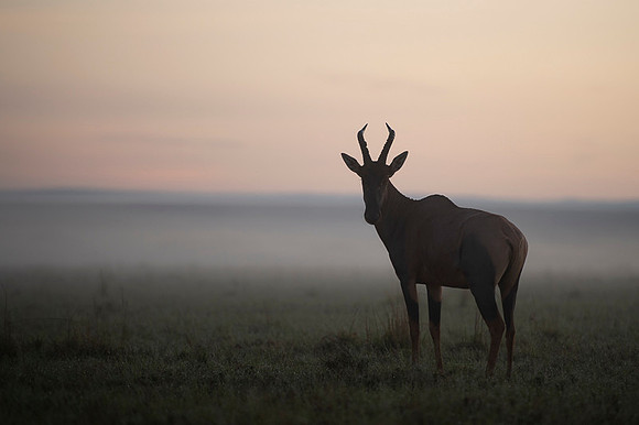 Topi gazelle